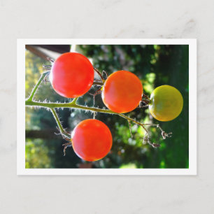 Cherry Tomato Postcard Postkarte