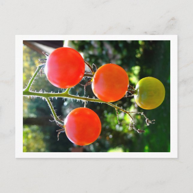 Cherry Tomato Postcard Postkarte (Vorderseite)