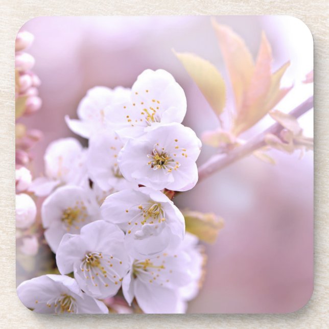 Cherry Tree Blüten Getränkeuntersetzer (Vorderseite)