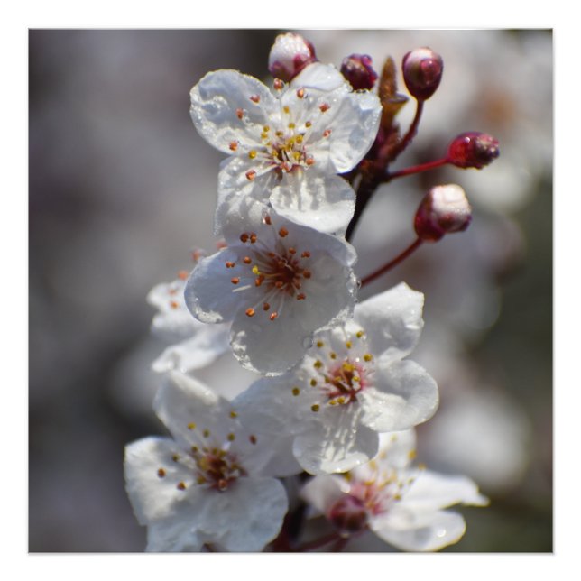 Cherry Tree Fotodruck (Vorne)