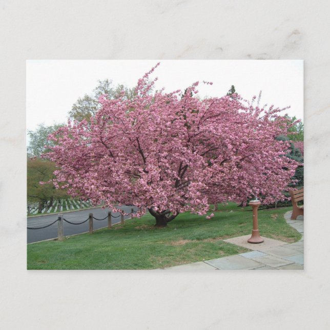 Cherry Tree Postcard Postkarte (Vorderseite)