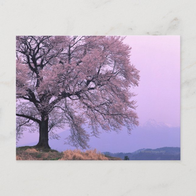 Cherry Tree Postkarte (Vorderseite)