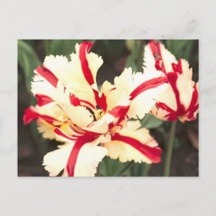 Cherry Vanille! Postkarte