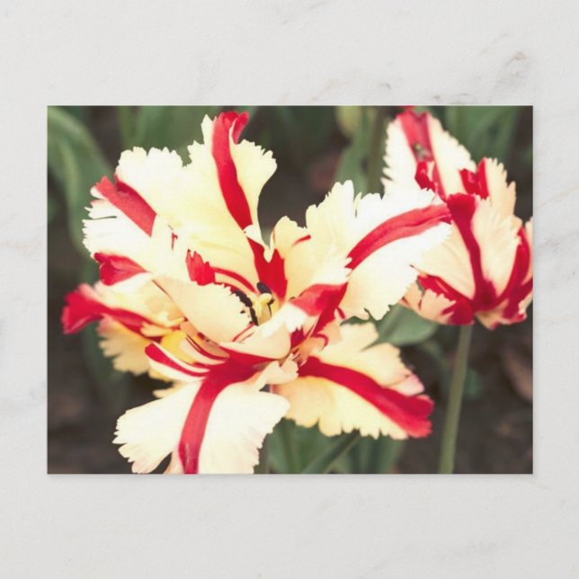 Cherry Vanille! Postkarte (Vorderseite)