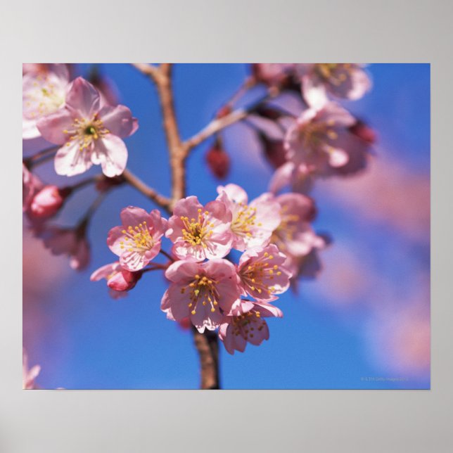 Cherryblossom Poster (Vorne)