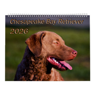Chesapeake Bay Retriever 2026 Kalender