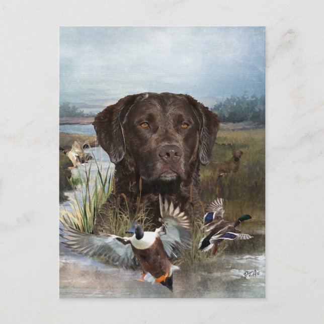 Chesapeake Bay Retriever, Art Postkarte (Vorderseite)