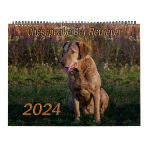 Chesapeake Bay Retriever Calendar 2024 Kalender