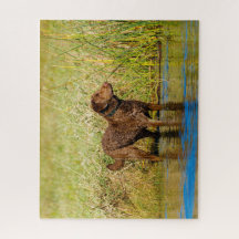 Chesapeake Bay Retriever Jagd Hund Jigsaw Puzzle