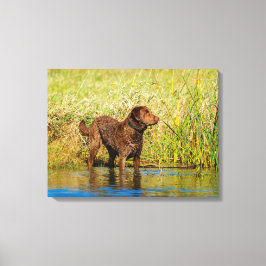 Chesapeake Bay Retriever Jagd Hund Leinwand Wrap