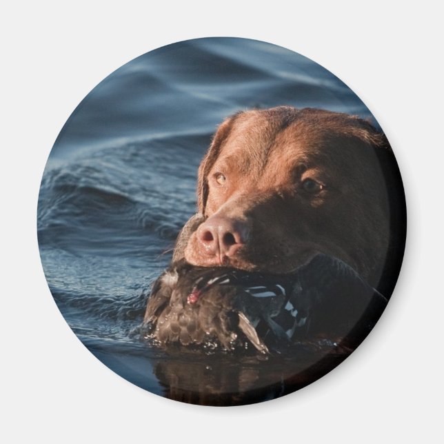 Chesapeake Bay Retriever Magnet (Vorne)