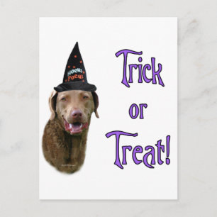 Chesapeake Bay Retriever Trick Postkarte