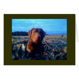 Chessie