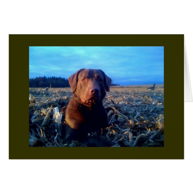 Chessie (Vorderseite (Horizontal))