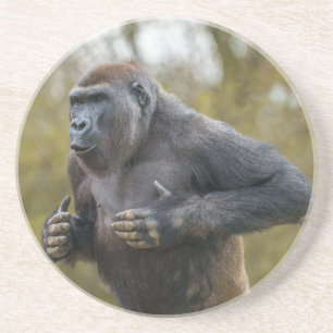 Chest Beating Gorilla Getränkeuntersetzer