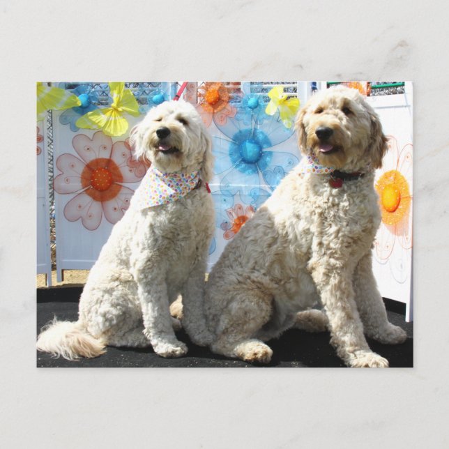 Chester und Lilly - Golden Doodle -7 Postkarte (Vorderseite)