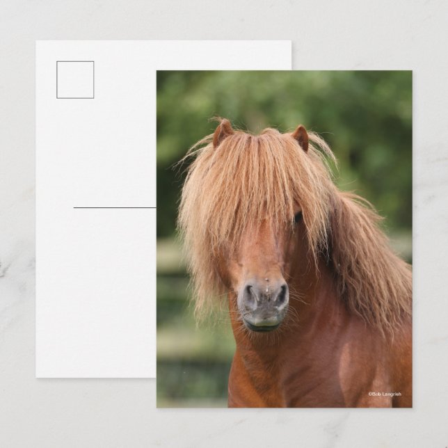 Chestnut Shetland Pony Stallion headshot Postkarte (Vorne/Hinten)