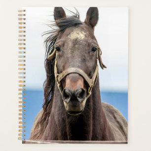 Cheval 2024