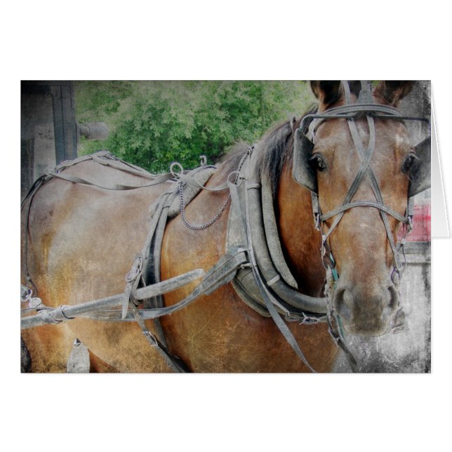 Cheval Amish et Buggy (Devant horizontal)