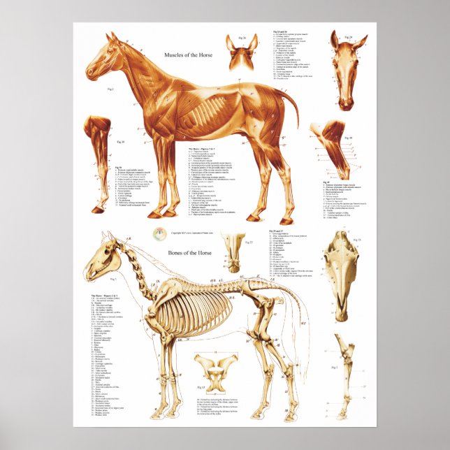 Cheval Anatomie Poster Muscles et os 18 X 24 (Devant)