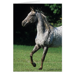 Cheval Appaloosa 2