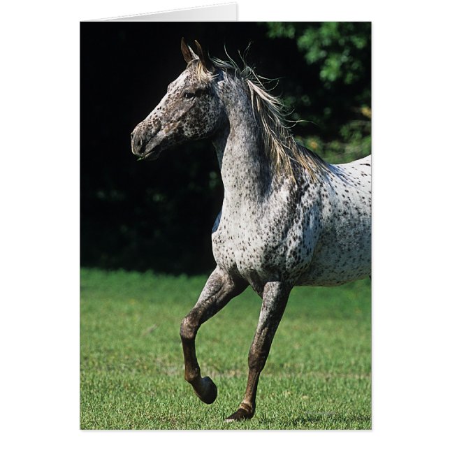 Cheval Appaloosa 2 (Devant)