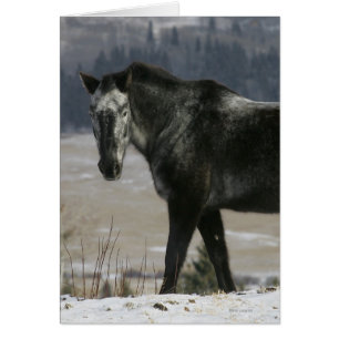 Cheval Appaloosa dans la neige