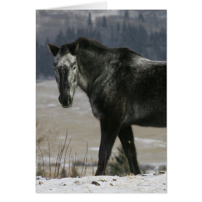 Cheval Appaloosa dans la neige (Devant)