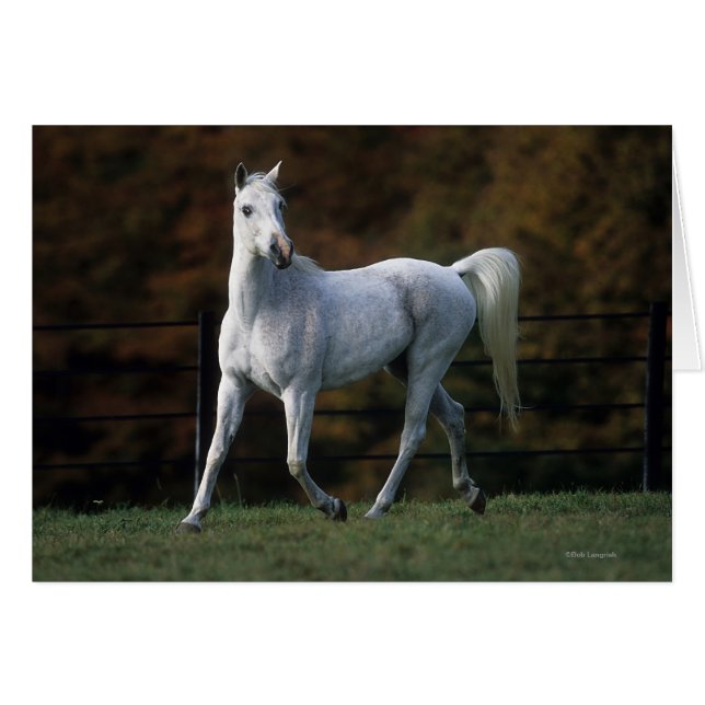 Cheval arabe 1 (Devant horizontal)