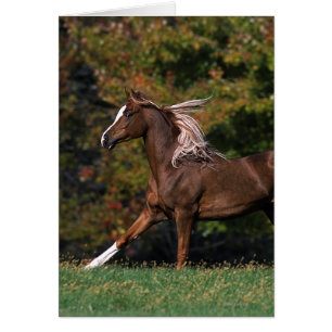 Cheval arabe fonctionnant dans le domaine herbeux