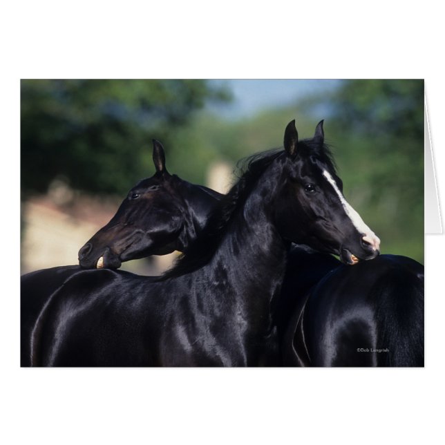 Cheval Arabe qui s'écroule (Devant horizontal)