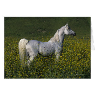 Cheval arabe se tenant en fleurs