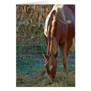 Cheval au coucher du soleil