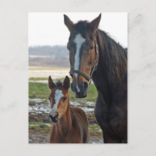 Cheval avec carte postale de poulain