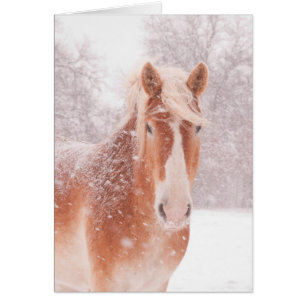 Cheval belge de neige