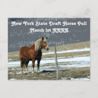 Cheval Belge En Carte Postale Paddock