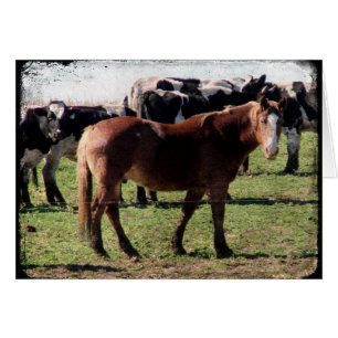 Cheval belge et bétail laitier