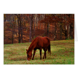Cheval Brown avec nez blanc au bord des bois