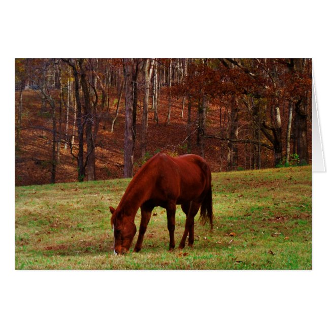 Cheval Brown avec nez blanc au bord des bois (Devant horizontal)
