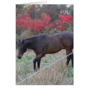 Cheval Brown dans les arbres d'automne rouges