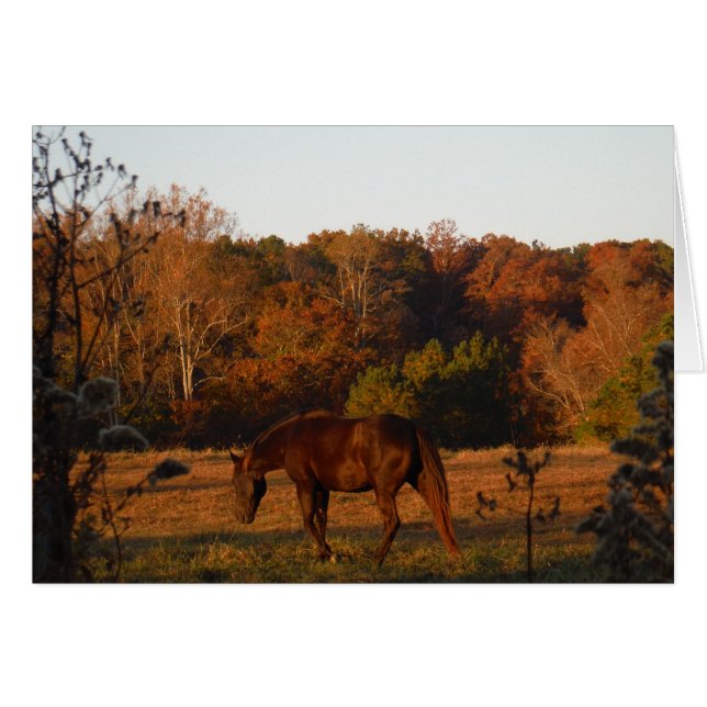 Cheval Brown rouge, bois d'automne. (Devant horizontal)