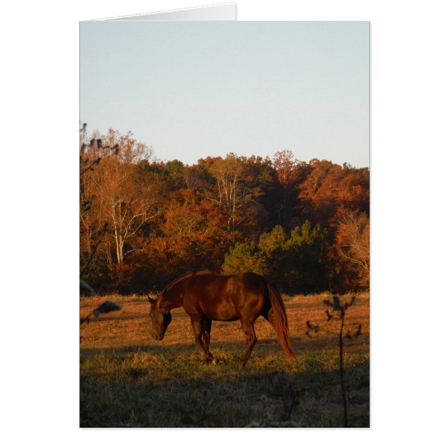 Cheval Brown rouge, bois d'automne. (Devant)