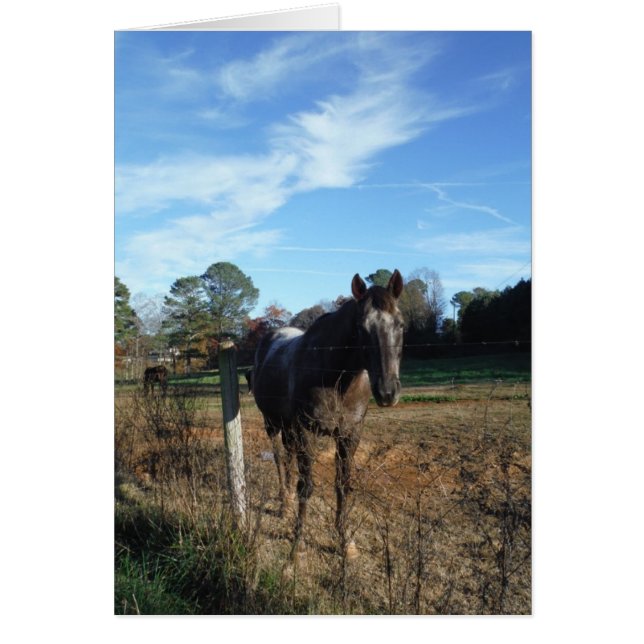 Cheval brun Coco et Crème (Devant)
