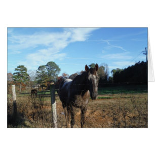 Cheval brun Coco et Crème