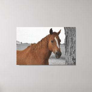 Cheval Brun, Toile de Fond Noir et Blanc