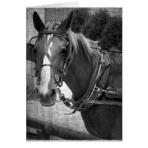 Cheval Buggy à la poste Hitching