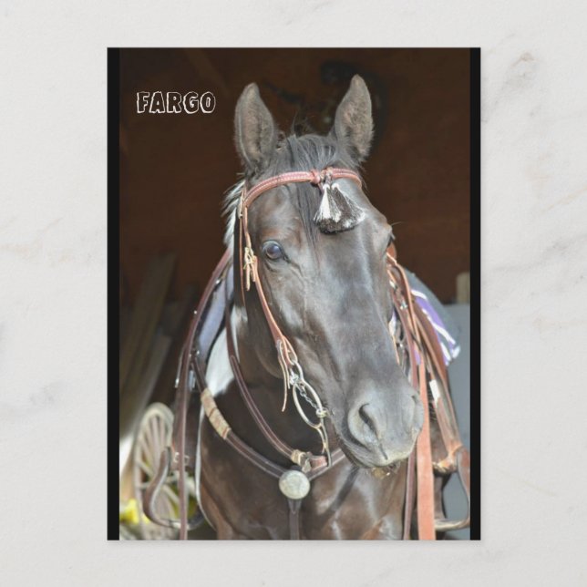 cheval Carte postale du nom pinto mare Fargo (Devant)