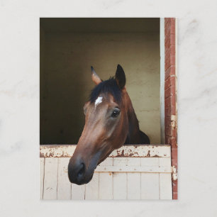 Cheval curieux dans une étable Carte postale éques