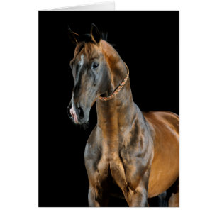 Cheval d'Akhal-Teke