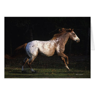 Cheval d'Appaloosa courant 4